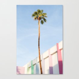 Palm at the Saguaro Canvas Print