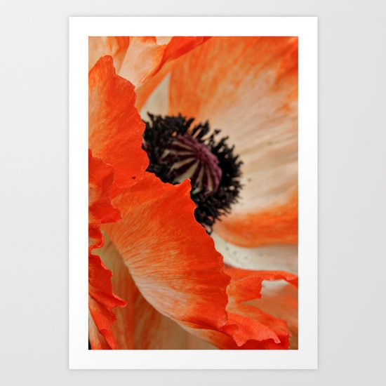 Poppy Art Print