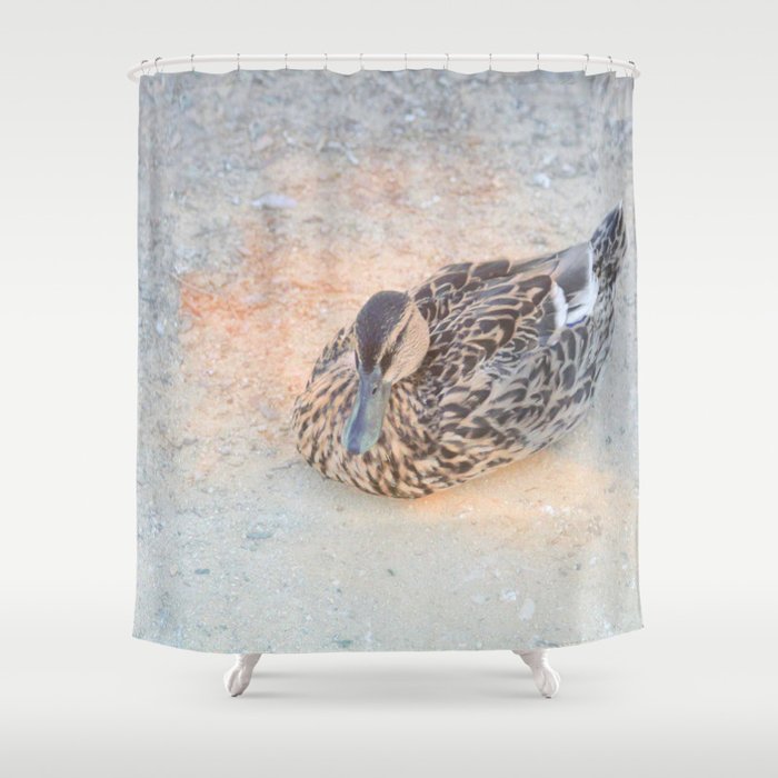 Mallard Duck Resting Shower Curtain By Annaki Society6