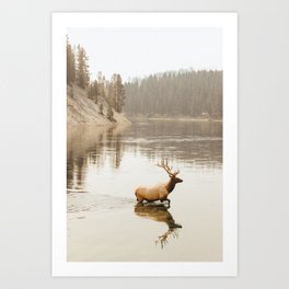 Yellowstone Elk Art Print