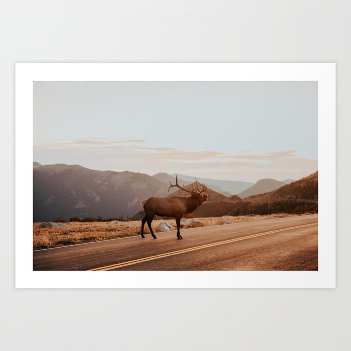 Elk In Rocky Mountain National Park Art Print