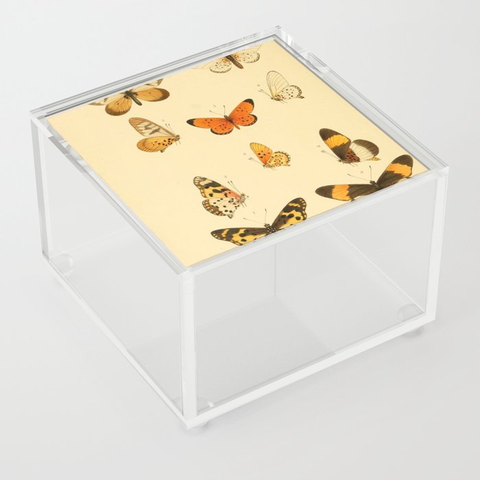 Small Lepidoptera Pattern WFK Acrylic Box