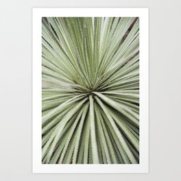 Sage green yucca plant - desert plant mexico - travel photography   Art Print