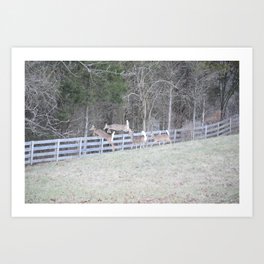 Jumping Deer Art Print | Jumping, Amazing, Digital, Deer, Photo, Jumpingdeer, Fence, Nature, Color 