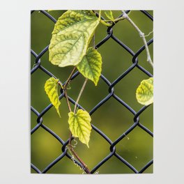 Fence Climbers Poster