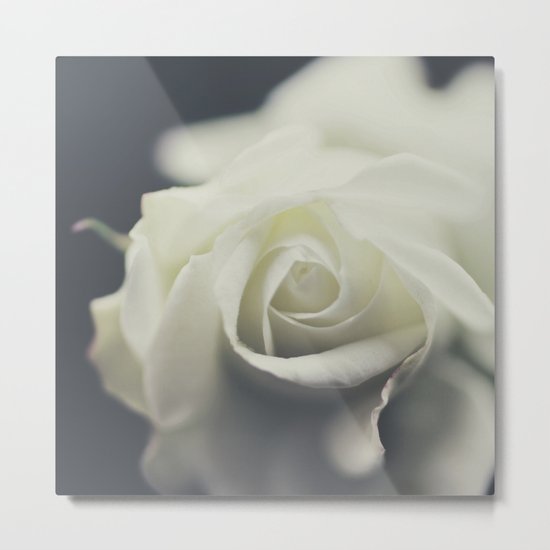white rose II Metal Print