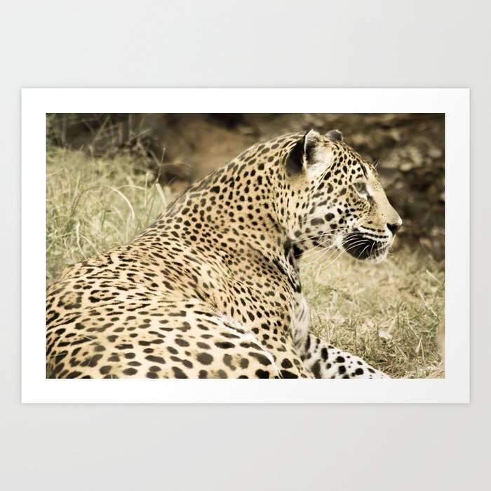 Day At The Zoo Art Print