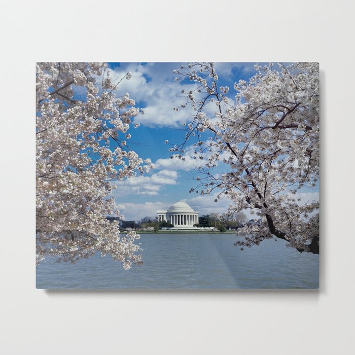 Thomas Jefferson Memorial with Cherry Blossoms  Metal Print
