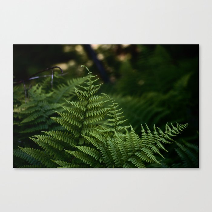 Wild Forest Ferns Photograph Canvas Print