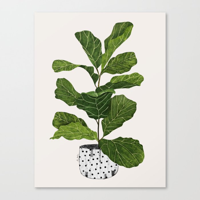 Fiddle leaf fig Tree Canvas Print