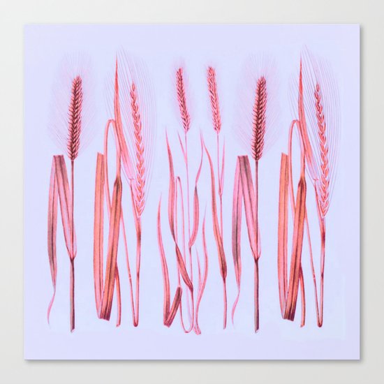 pink ears of wheat on pale blue Canvas Print