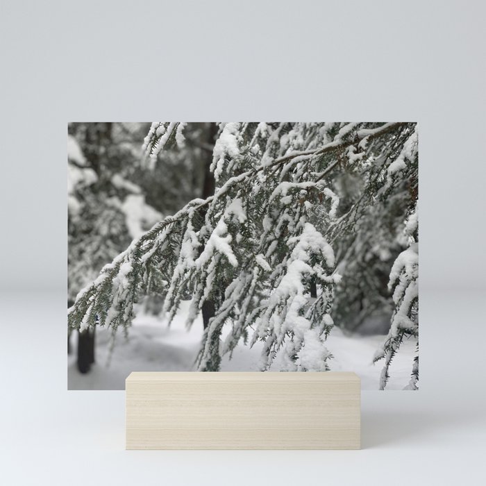 Snowflakes on a Wet, Black Bough Mini Art Print