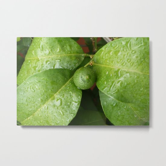 Lemon Birth Metal Print