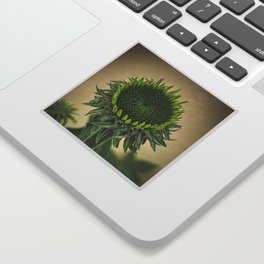 Echinacea Dream Sticker
