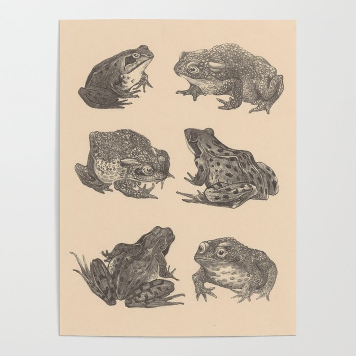 Naturalist Frogs Poster