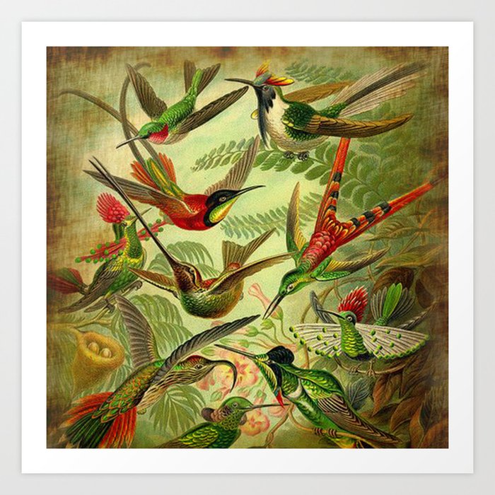 HUMMINGBIRD COLLAGE- Ernst Haeckel Art Print