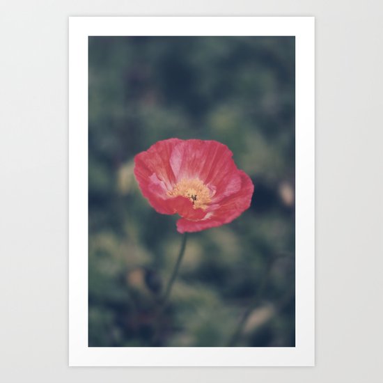 Poppy (2) Art Print