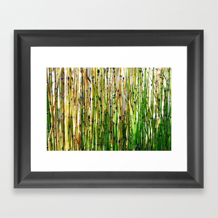 Horsetail plant pattern | Background of long stems | Green Abstract Nature photography Framed Art Print