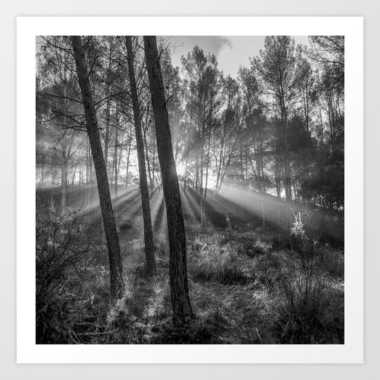 "Sunrise through the foggy forest". Forest dreams. Mono Art Print