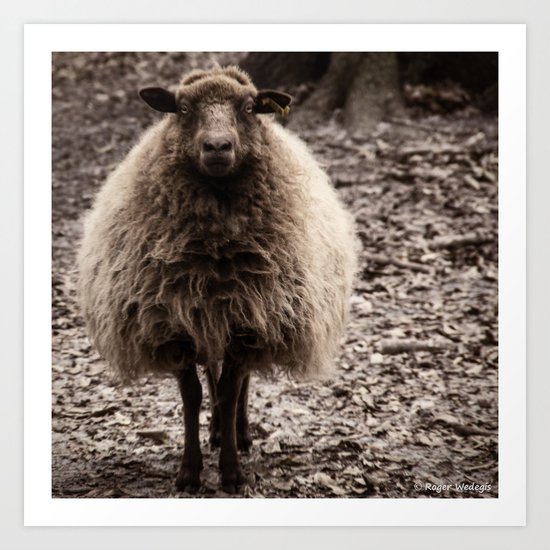 Sheep Stare Art Print