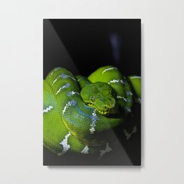 Emerald Boa Metal Print | Digital, Singaporezoo, Photo, Snake, Color, Emeraldboa, Green 