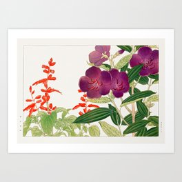 Vintage Salvia & Melastoma Flower Art Print