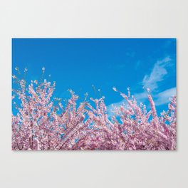 vividly looking up Canvas Print