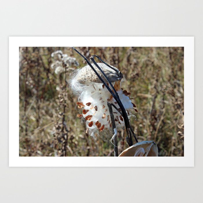 Milkweed Pod in the Fall Art Print