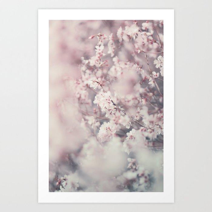 Sakura Art Print