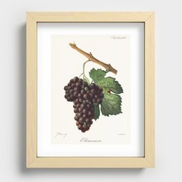 Mourvaison printed in 1910, by Jules Troncy (1855-1915), a vintage lithograph of fresh cluster of gr Recessed Framed Print