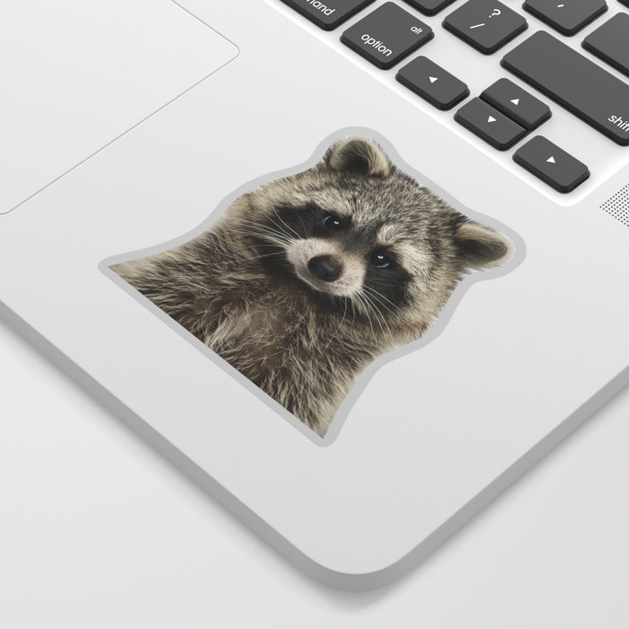 Raccoon Sticker