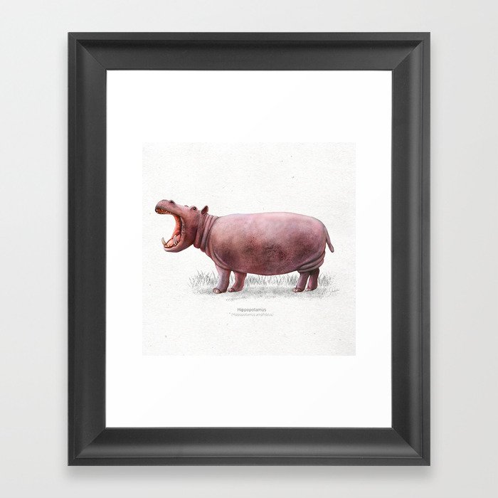 Hippopotamus scientific illustration art print Framed Art Print