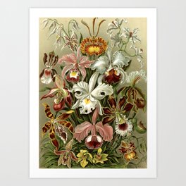 Vintage Orchids : Haeckel Orchidae Art Print