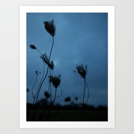 Queen Anne's Lace at Dusk Art Print