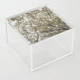 Jungle Leaves - Real Tree Acrylic Box