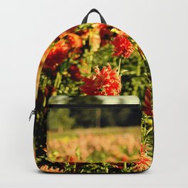 BEAUTIFUL ORANGE DAHLIAS IN THE COUNTRYSIDE - IN THE LATE SUMMER SUNSHINE Backpack | Gardenflowers, Countryside, Autumncolours, Photo, Dahlias, Color, Dahliawallprint, Fieldofdahlias, Latesummersunshine, Fallflorals 