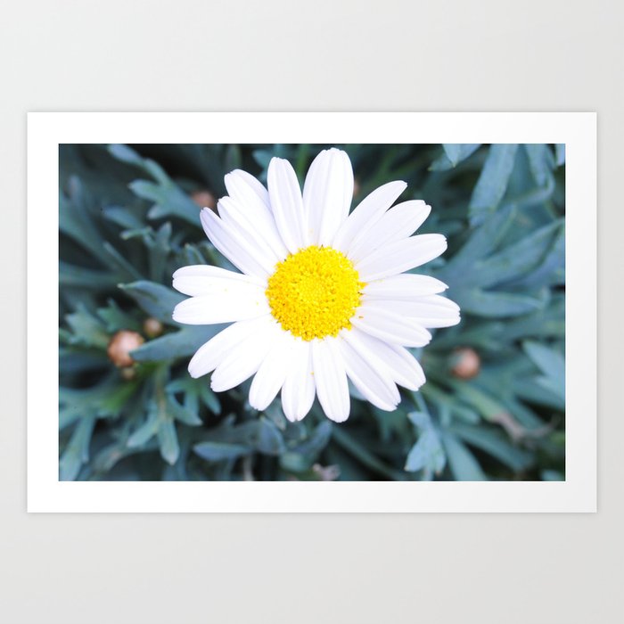 SMILE - Daisy Flower #1 Art Print