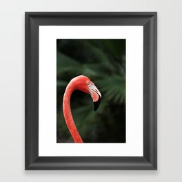 Flamingo #4 Framed Art Print
