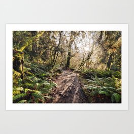The Enlightened Trail Into The Depths Of A Rainforest Art Print