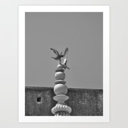 Doves in India Art Print