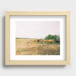 cows Recessed Framed Print