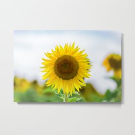 Suflower Metal Print | Happy, Flowers, Sunflower, Yellow, Nature, Photo 
