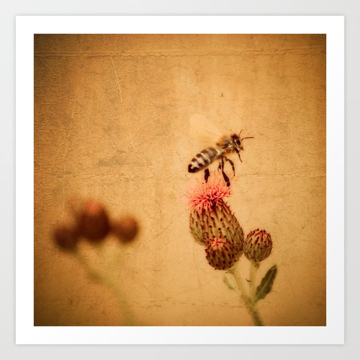 The Thistle And The Bee Art Print