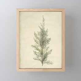 Botanical Juniper Framed Mini Art Print