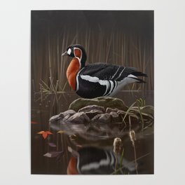 Red-breasted Goose bird Poster