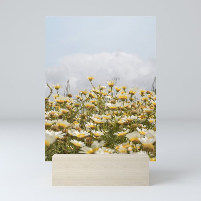Garden of Daisy Flowers | Nature Photography in Portugal Art Print | Floral Summer Photo Mini Art Print