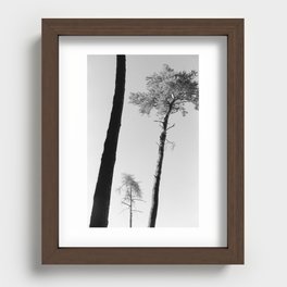 Pines Recessed Framed Print