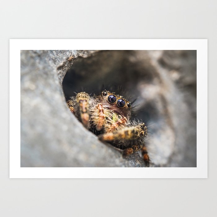 Home in a Handrail. Jumping Spider Macro Photograph Art Print