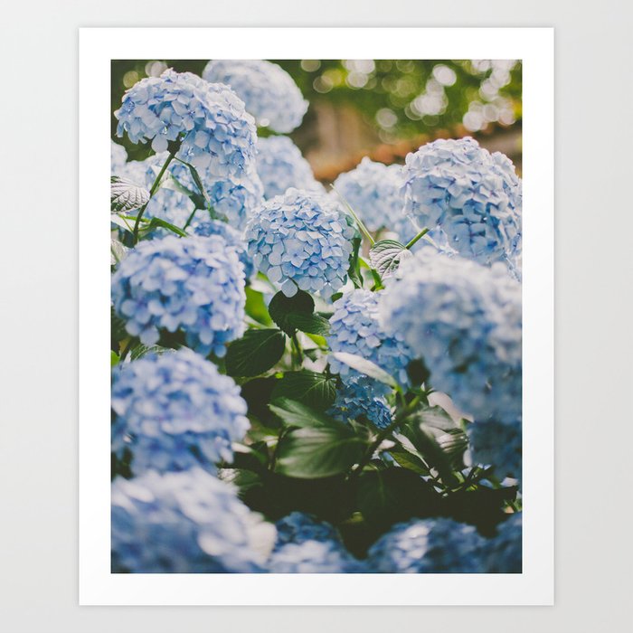 Blue Hydrangeas Art Print