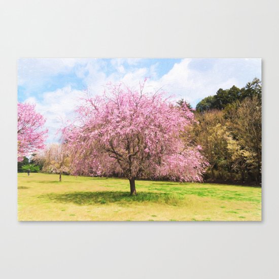 Beautiful cherry blossoms Canvas Print